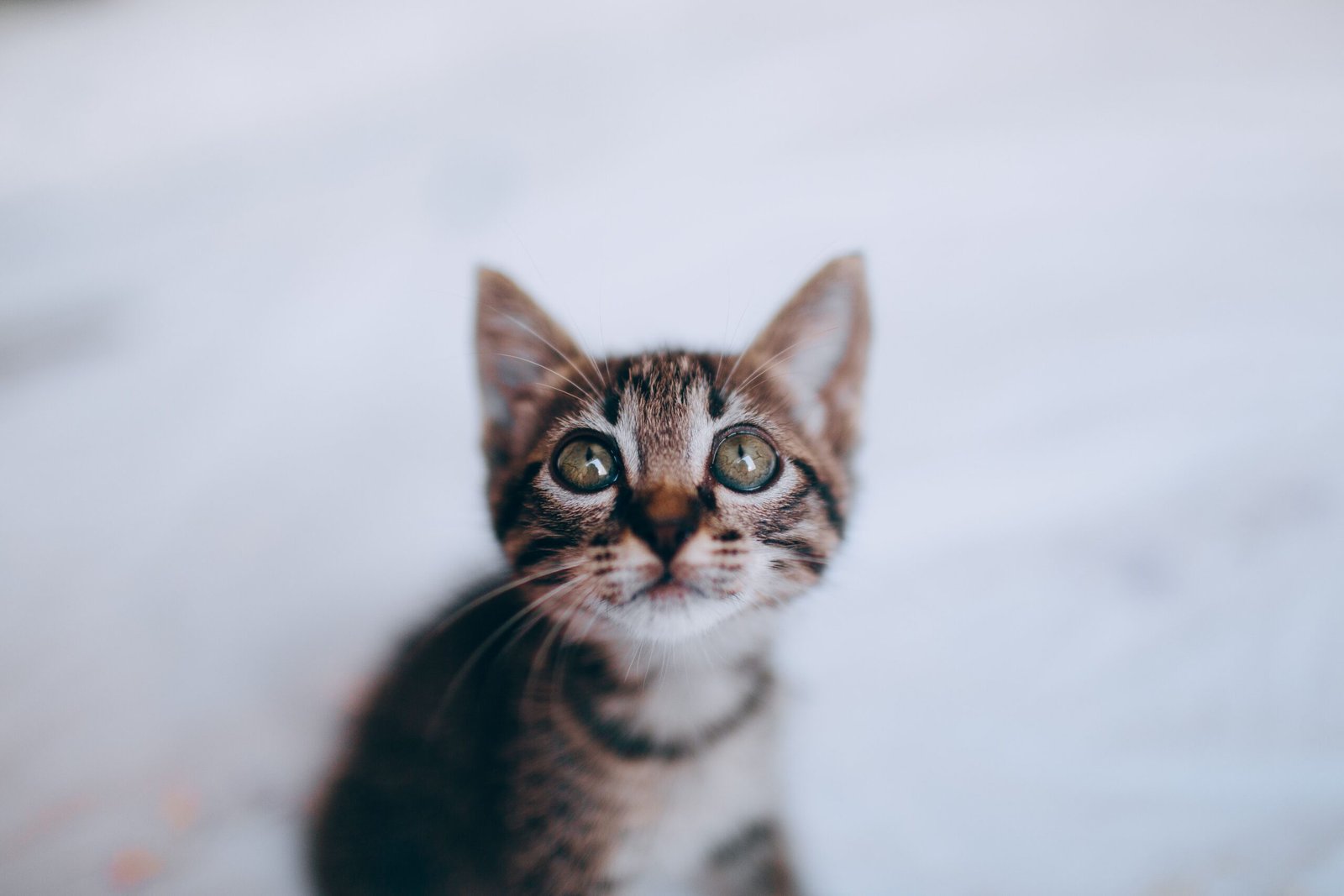 Comment organiser les repas de plusieurs chats sans créer de compétition ?